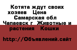 Котята ждут своих хозяев › Цена ­ 2 500 - Самарская обл., Чапаевск г. Животные и растения » Кошки   